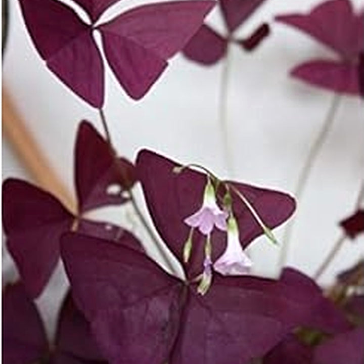 Heirloom Non-GMO Red Woodsorrel Flower Seeds for Garden Planting [neera-v5-696c8c00b0324746f1c3]