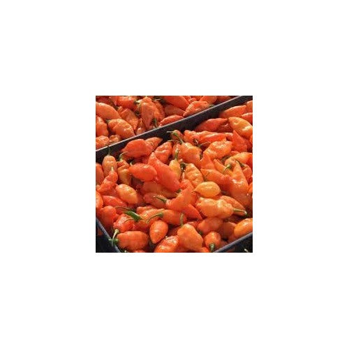 Habanada Pepper Seeds for Planting [neera-v5-697212b1f7c9b25123ca]