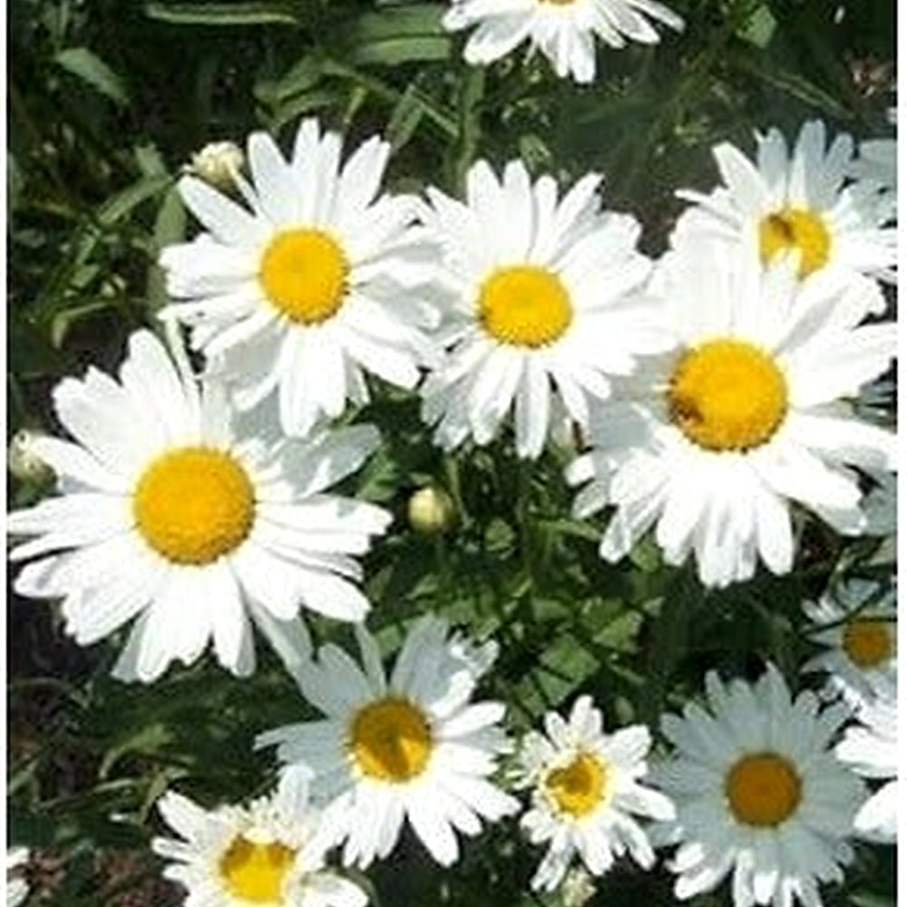 White Leucanthemum Flower Seeds for Planting [neera-v5-6987c3fdcdc07a5a3e58]