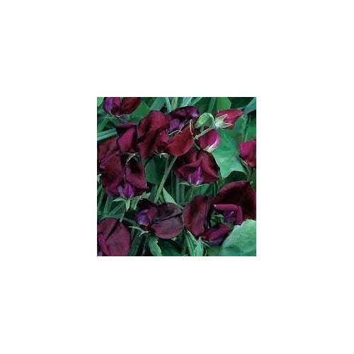 Heirloom Non-GMO Black Sweet Pea Flower Seeds for Planting [neera-v5-698fb814e3b58cea4fc9]