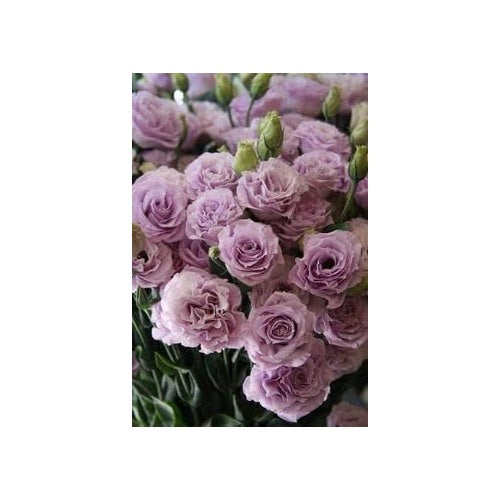 Lavender Eustoma (Lisianthus) Flower Seeds for Planting [neera-v5-69a72ddd51dc2760df03]