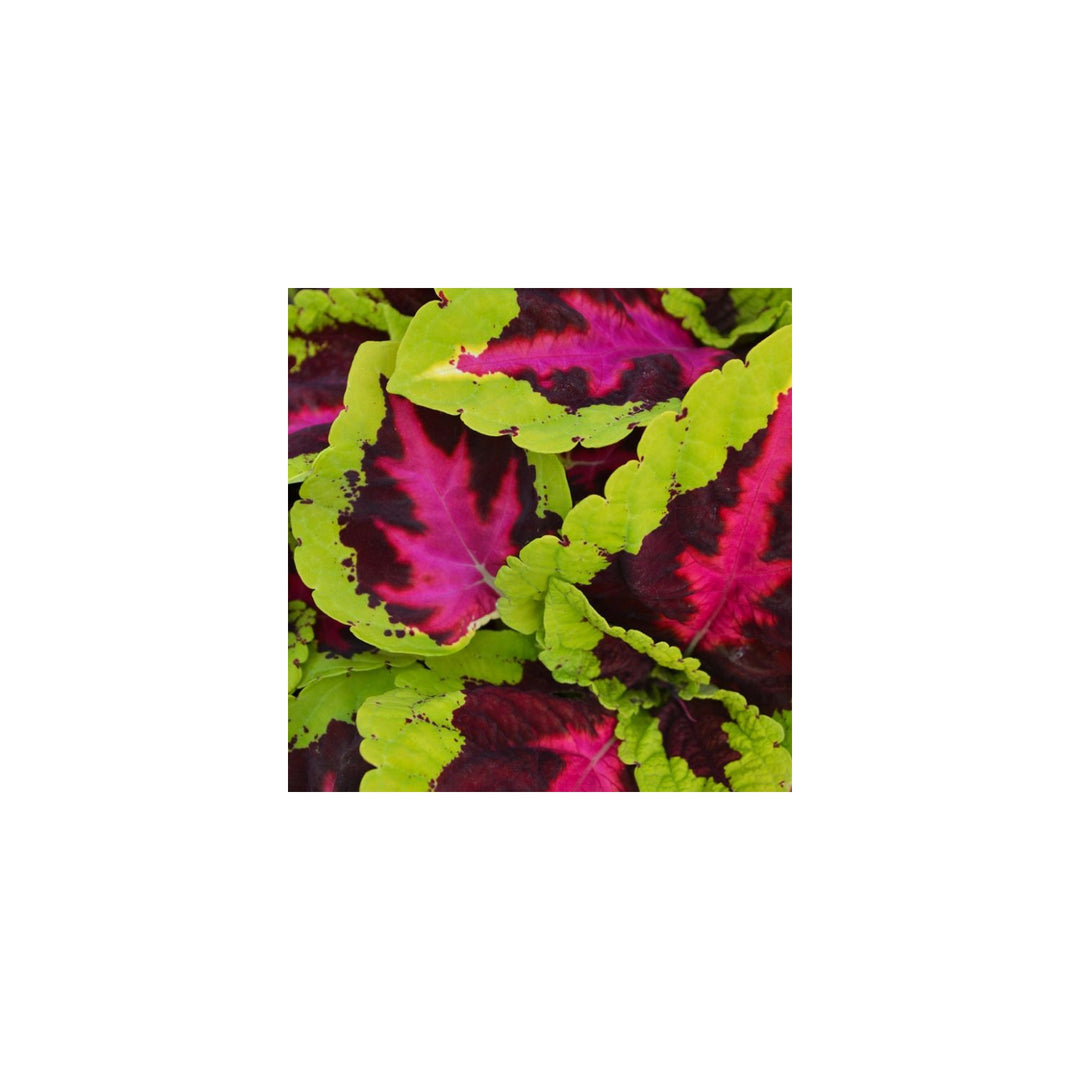 Heirloom Coleus Kong Rose Plant For Planting Beautiful Blooms Garden Flower Seeds for Home Garden [neera-v5-69a95799573c2a90032a]