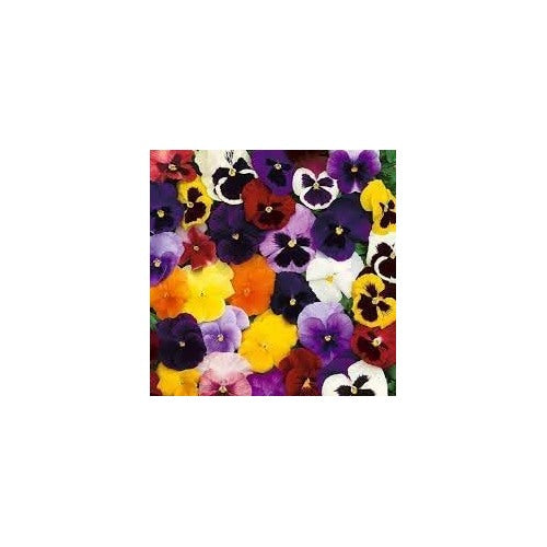 Heirloom Pansy Swiss Flower Seeds for Planting [neera-v5-69adc8736123531935dc]