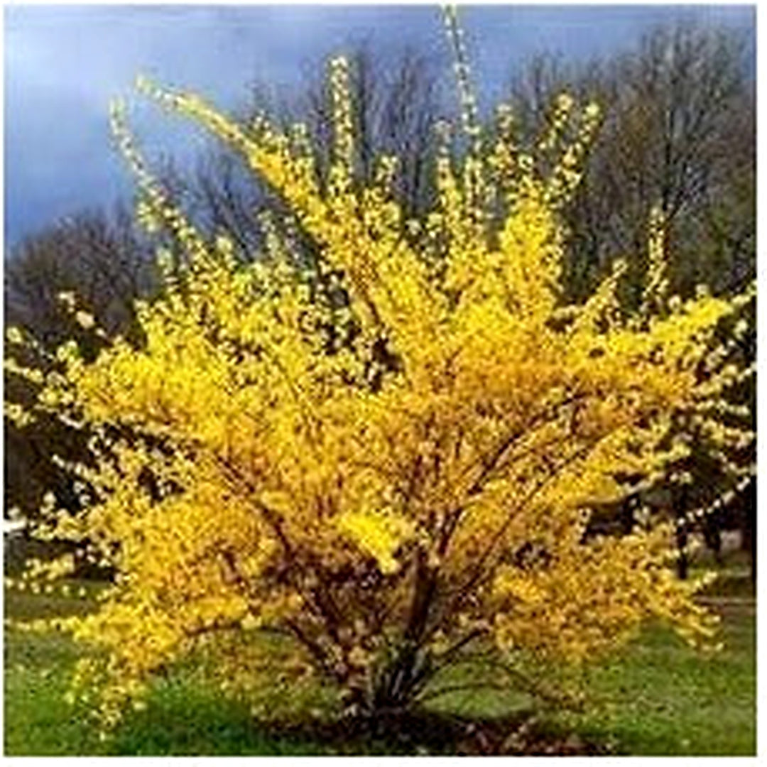 Trifoliate Forsythia Flower Seeds for Planting [neera-v5-69bbc00b33bd4b1d644c]