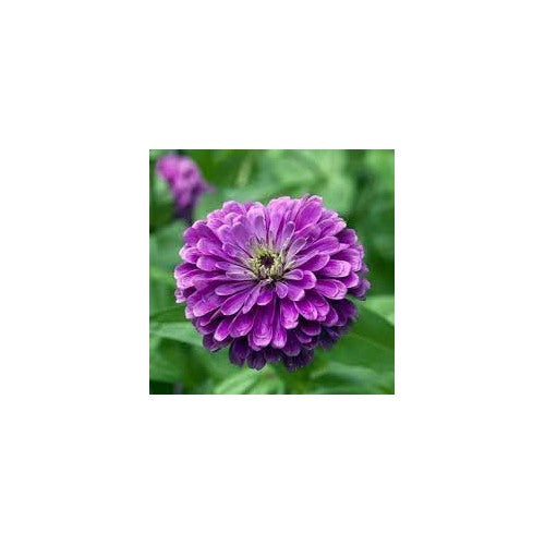 Deep Purple Zinnia Flower Seeds for Planting [neera-v5-69c262afcb3d5feb04d9]