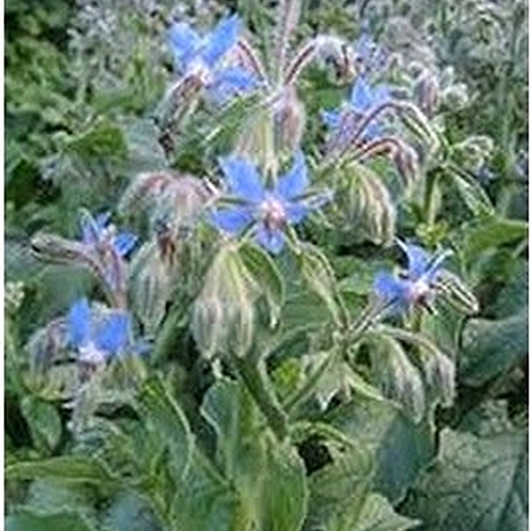 Borage Blue Flower Seeds for Planting [neera-v5-69c9f3ada4e24ea88f35]