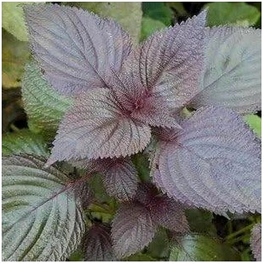 Purple Perilla Plant For Planting Non Gmo Flower Seeds for Home Garden Planting, Ornamental Organic [neera-v5-69cac7660081e71ecd95]