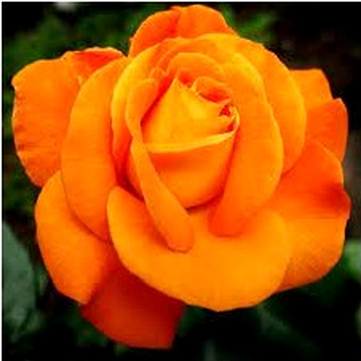 Light Orange Rose Plant Seeds for Planting [neera-v5-69d6ebd8966c4a9bce4d]