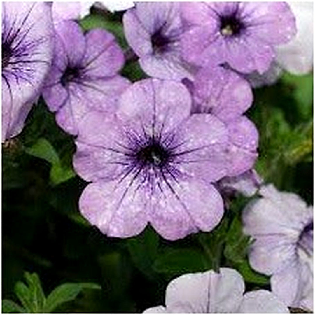 Light Blue Petunia Flower Seeds for Planting [neera-v5-69dd3ae071dc311b50f8]