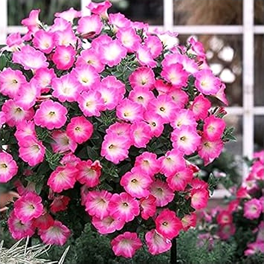 Pink &amp; White Petunia Flower Seeds for Planting [neera-v5-69e84c3eb7c1144e1465]