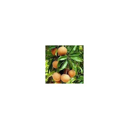 Sapodilla Chikoo Fruit Seeds for Garden Planting | Non-GMO, Tropical Fruit Variety [neera-v5-69ef56ddbd61bbb2218a]