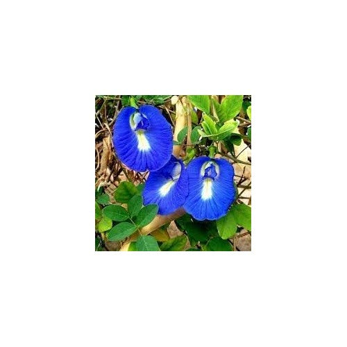 Clitoria Ternatea Seeds for Planting [neera-v5-69f08a2d036d64dcd627]