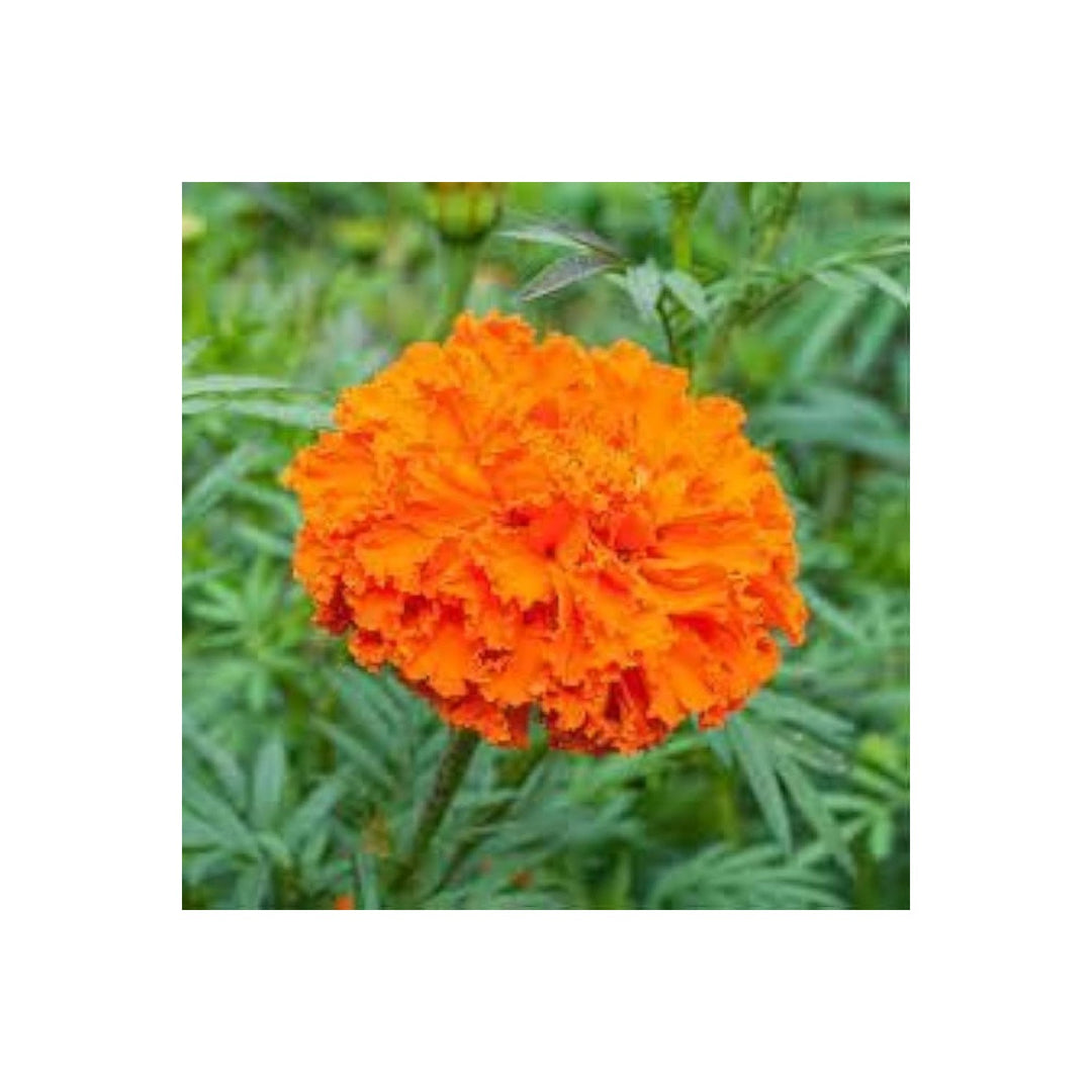 Marigold Tagetes Erecta Flower For Planting In Kitchen Garden Borders Backyard Pots Flower [neera-v5-69f65e2ef644696c851c]