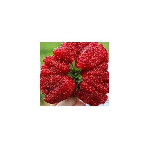 Giant Strawberry Fruit Seeds for Planting [neera-v5-6a1612cddb11a07e51b8]