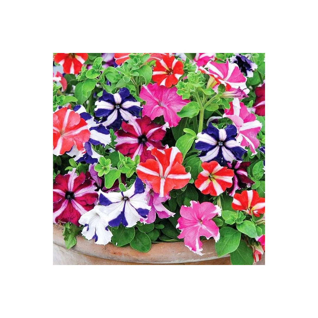 Saga Multicolor Petunia Flower Flower Seeds for Home Garden Planting, Premium Organic Blooming [neera-v5-6a1cb38c795ae34c15c2]