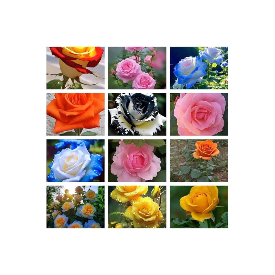 Street Lamp Rose Rosa Hybrida Flower For Planting In Backyard Gardening Ornamental Borders [neera-v5-6a1da904afdaf1e82093]