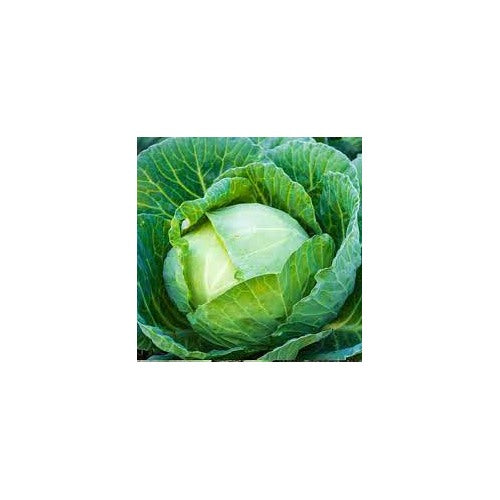 Hybrid Cabbage Seeds for Planting [neera-v5-6a1ec4e92eeb7aa6937a]