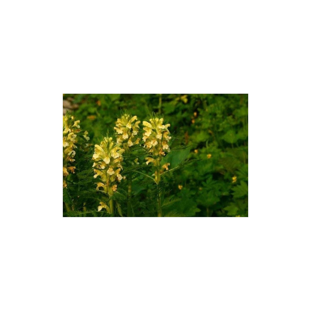 Yellow Pedicularis Lanceolata Flower For Planting Flower Seeds for Home Garden Planting, Colorful [neera-v5-6a25427a199305919de4]
