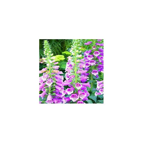 Pink Climbing Foxglove Flower Seeds for Planting [neera-v5-6a2d533a3a08a402bdeb]