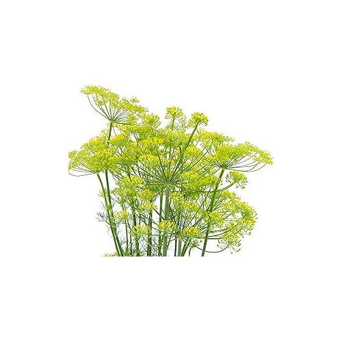 Dill Flower Bouquet Flower Seeds Home Garden Planting, Ornamental Organic Blooming Collection [neera-v5-6a300f24ab5418be9222]