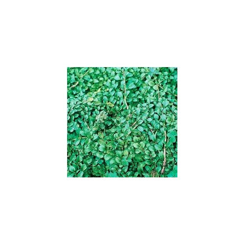 Green Penny Mint Seeds for Planting [neera-v5-6a334038a585bdaceca6]