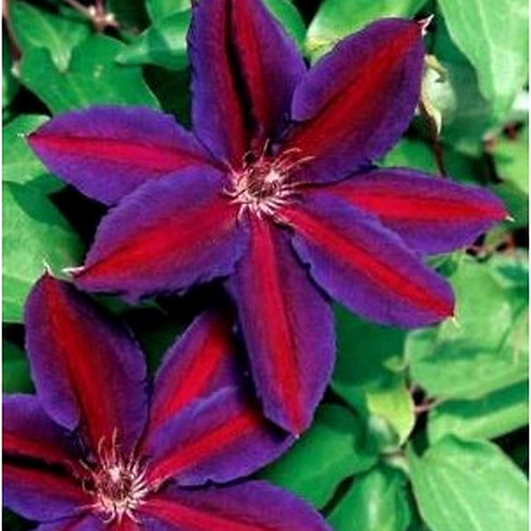 Purple Red Clematis Planting Large Bloom Climbing Perennial Garden Flower Heirloom Non Gmo [neera-v5-6a3643feca874513cbe4]