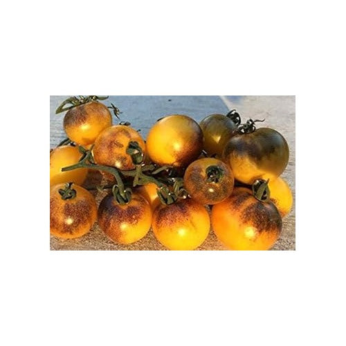 Brown Yellow Tomato Seeds for Planting [neera-v5-6a4794613bb4082be62e]