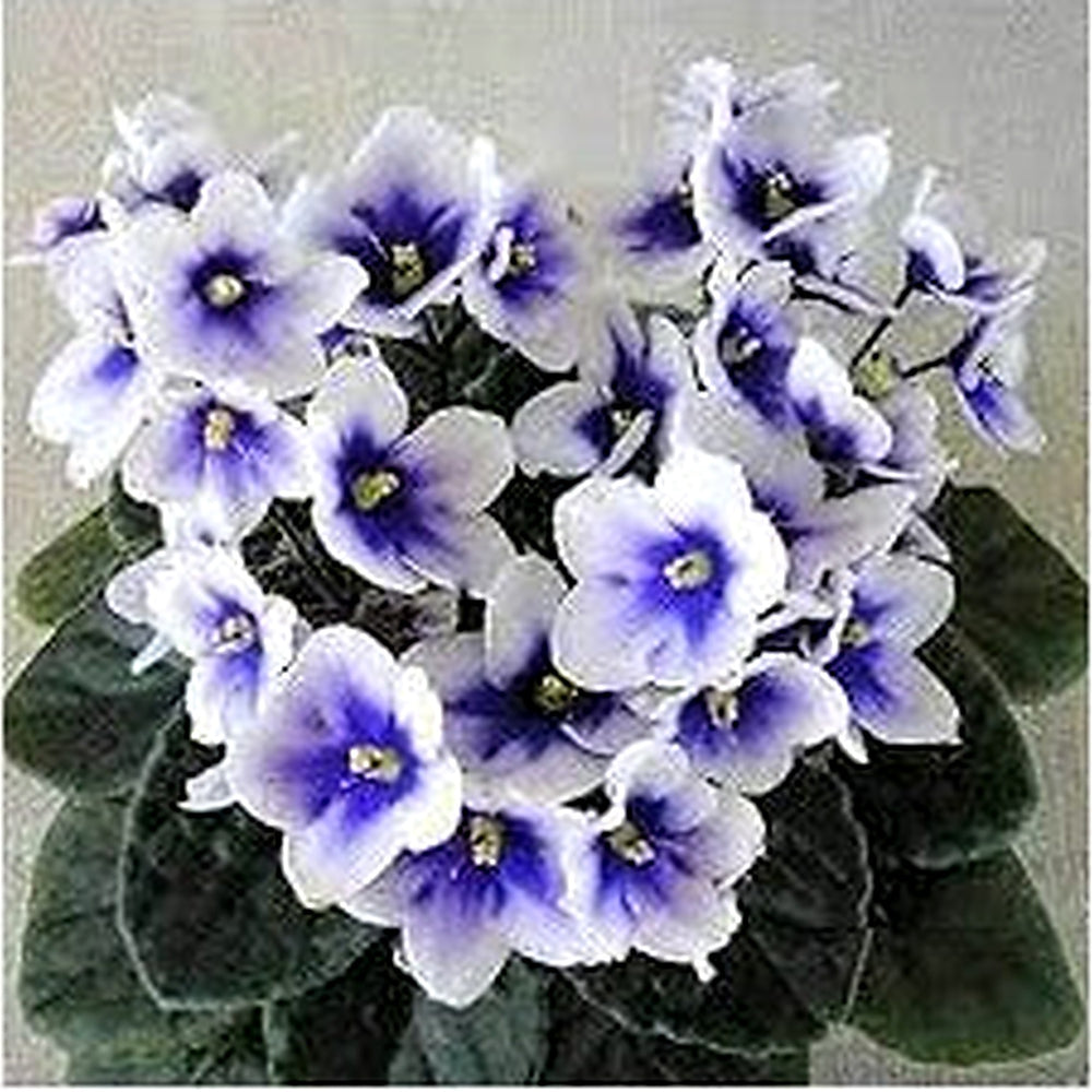 African Violet Flower Seeds for Planting [neera-v5-6a4d0f89c979256e2a32]