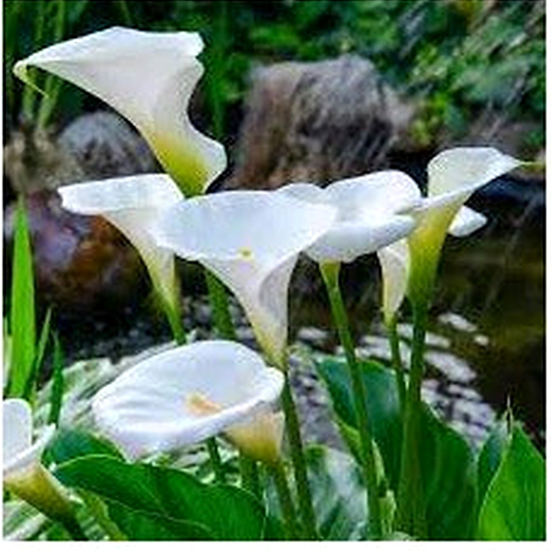 White Calla Lily Zantedeschia Aethiopica Flower Planting Heirloom Garden Flower Seeds Home [neera-v5-6a4d498abc6c8f6c62fd]