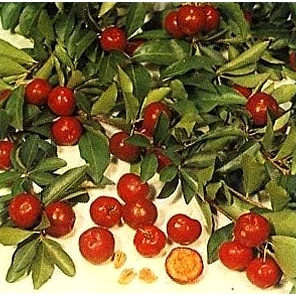 Red Malpighia Glabra Fruit Seeds for Planting [neera-v5-6a4f88c82fe70e7e8a7e]
