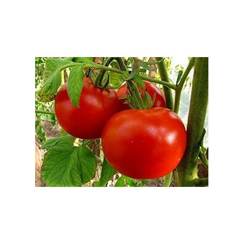 Red Tomato Seeds for Planting [neera-v5-6a57a810dbd853ccd87e]