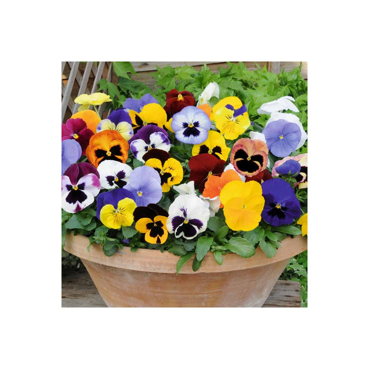 Mix Pansy Viola Winter Flowering For Garden And Container Planting Flower Seeds for Home Garden [neera-v5-6a58c9399b699fa8799c]