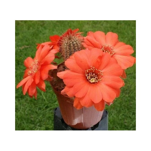 Chamaelobivia Peanut Cactus Wotan Cactus Planting Heirloom Non Gmo Fragrant Climbing Annual [neera-v5-6a5917ae26dcdc951b7f]