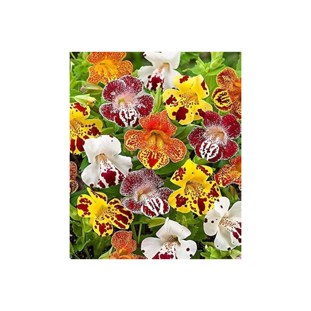 White Mimulus Monkey Flower Flower Seeds for Home Garden Planting, Colorful Organic Blooming [neera-v5-6a5b4af2f2a2f1b08d87]