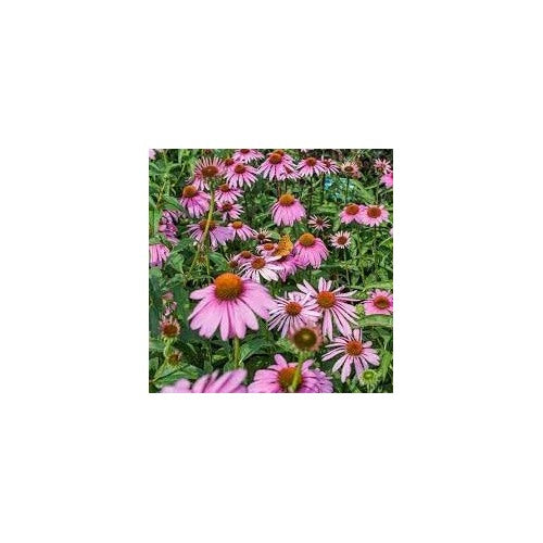 Heirloom Echinacea angustifolia Coneflower Seeds for Planting [neera-v5-6a5e9b0cc5046504e541]