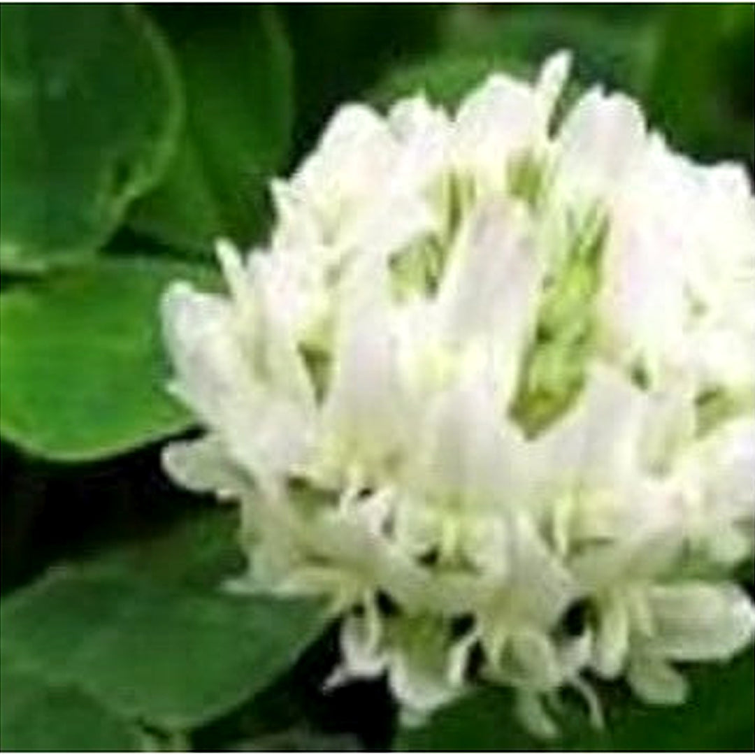 White Clover Herb Seeds [neera-v5-6a6184b0c9bf67e00092]