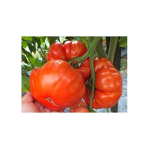 Red Tomato Seeds for Planting [neera-v5-6a6388e7a5d2e36718ee]