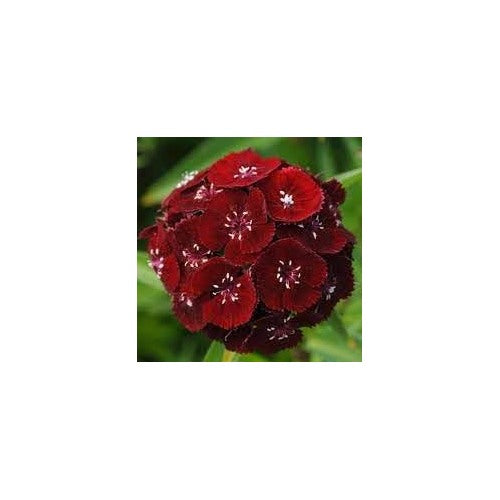 Heirloom Non Gmo Dianthus Flower For Planting Fragrant Colorful Garden Blooms Flower Seeds for Home [neera-v5-6a70fd908bc02bec367a]