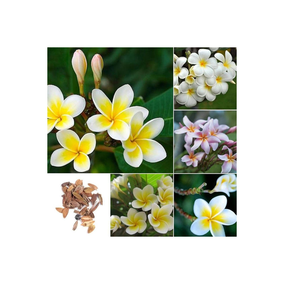 Plumeria Plumeria Rubra Flowering Tree For Tropical Home Garden Planting Flower Seeds for Home [neera-v5-6a73955f98eec0ecbe7c]