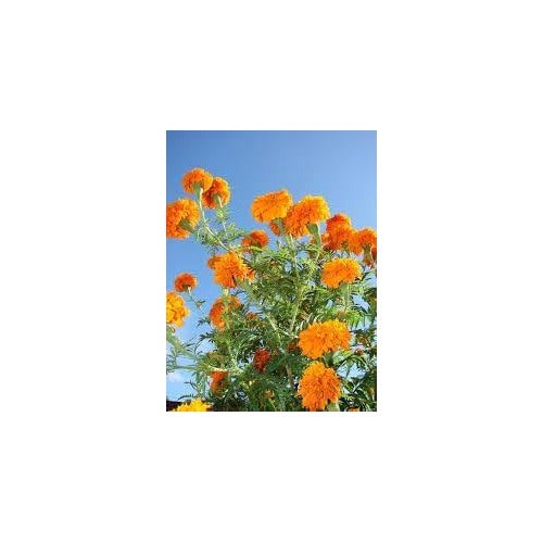 Heirloom Marigold Flower Seeds Non-GMO for Garden Planting Bright Pest-Repellent Blooms [neera-v5-6a768312a3d8bc8155d1]