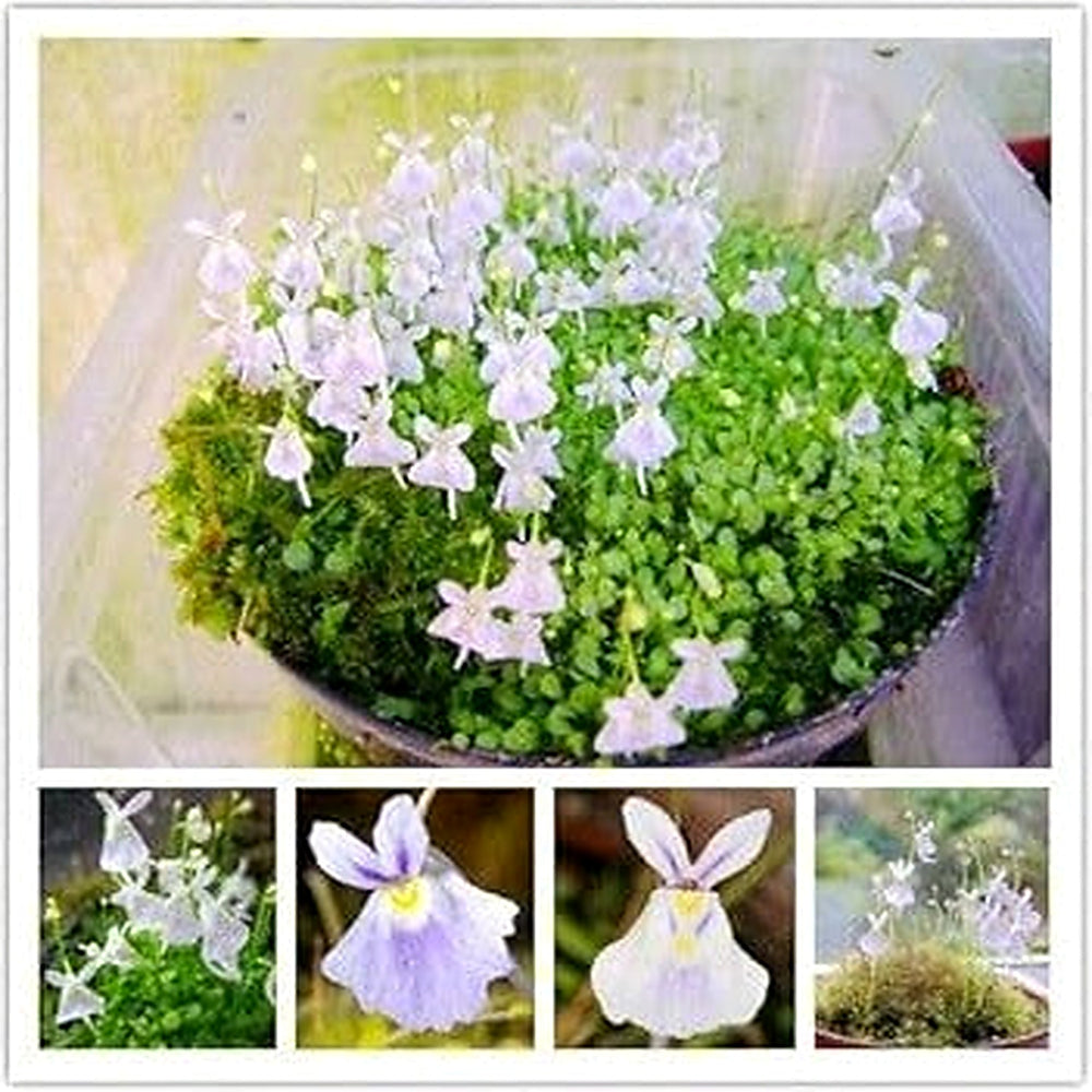 Utricularia Sandersonii Flower Seeds for Planting [neera-v5-6a7738c02dcae5725edc]
