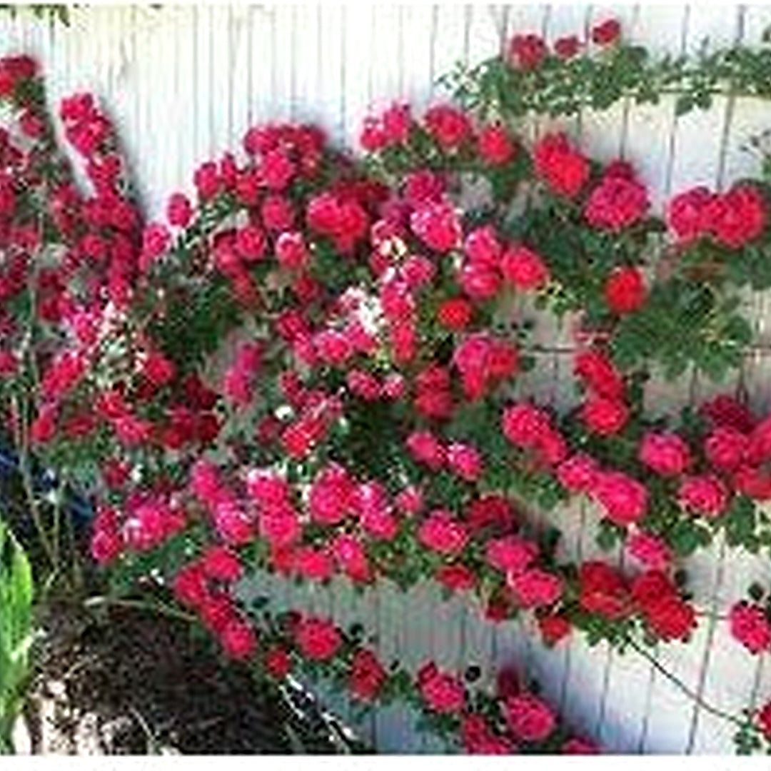 Climbing Polyantha Rose Bonsai Planting Outdoor Garden And Bonsai Decoration Flower Seeds [neera-v5-6aa7dd8973a6ad1d124a]