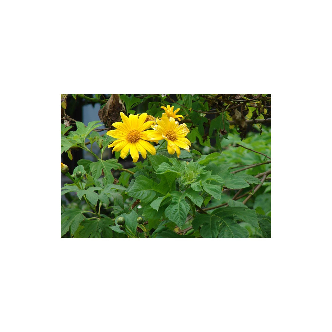 Tithonia Diversifolia Sunflower Heirloom Non Gmo Flower For Planting Flower Seeds for Home Garden [neera-v5-6aafc41705858bfcc13b]