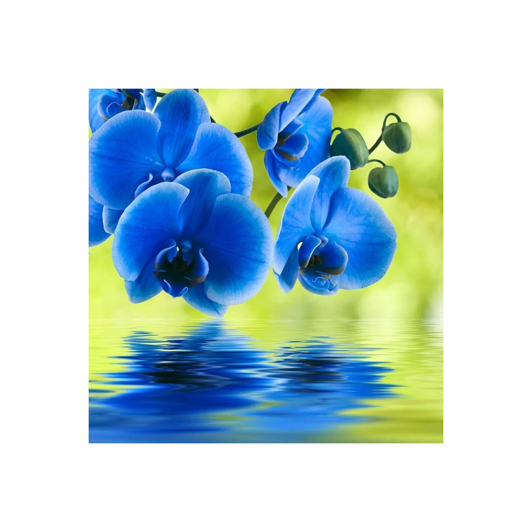 Blue Orchid Vanda Coerulea Flower For Exotic Indoor Gardening And Tropical Pot Planting Flower [neera-v5-6aba31a6ebe7ab3d9a08]
