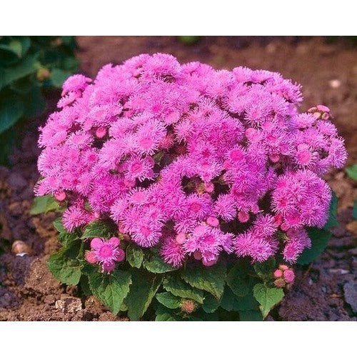 Ageratum Ball Pink Flower Seeds for Planting [neera-v5-6ac4aa0a16c361460b61]
