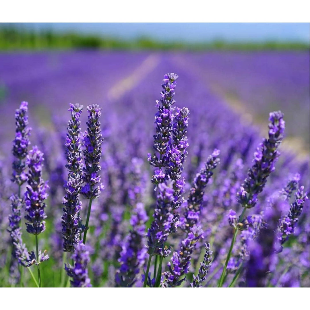 Lavender Lavendel Multicolor Flower Flower Seeds for Home Garden Planting, Landscape Organic [neera-v5-6ac9d40c3cb6e5041b71]