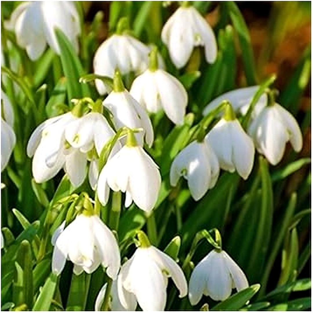White Snowdrop Flower Seeds [neera-v5-6acbecd11ca70faad3c0]