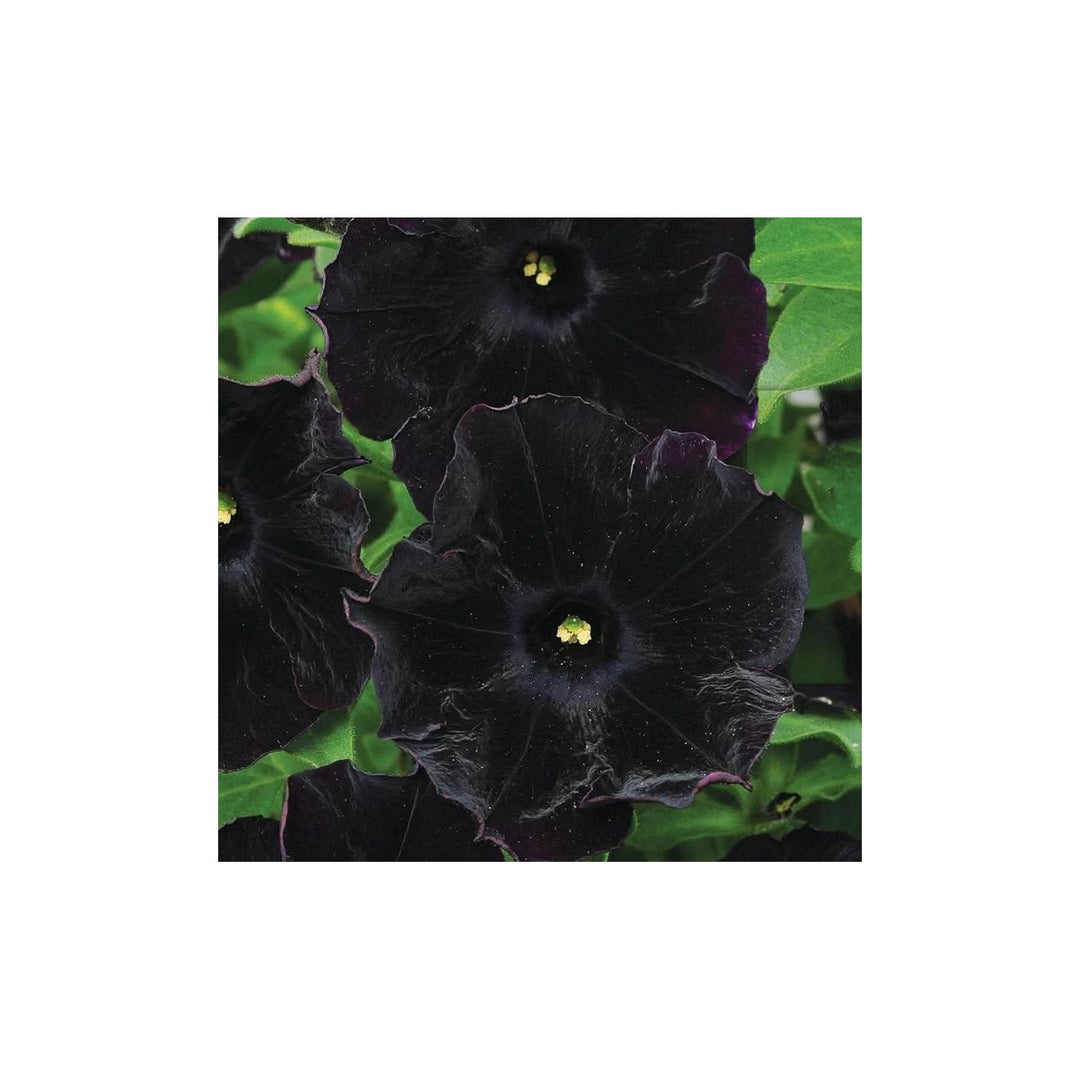Black Velvet Petunia Multicolored Rare Flower Flower Seeds for Home Garden Planting, Ornamental [neera-v5-6ade26c940220e6a1617]