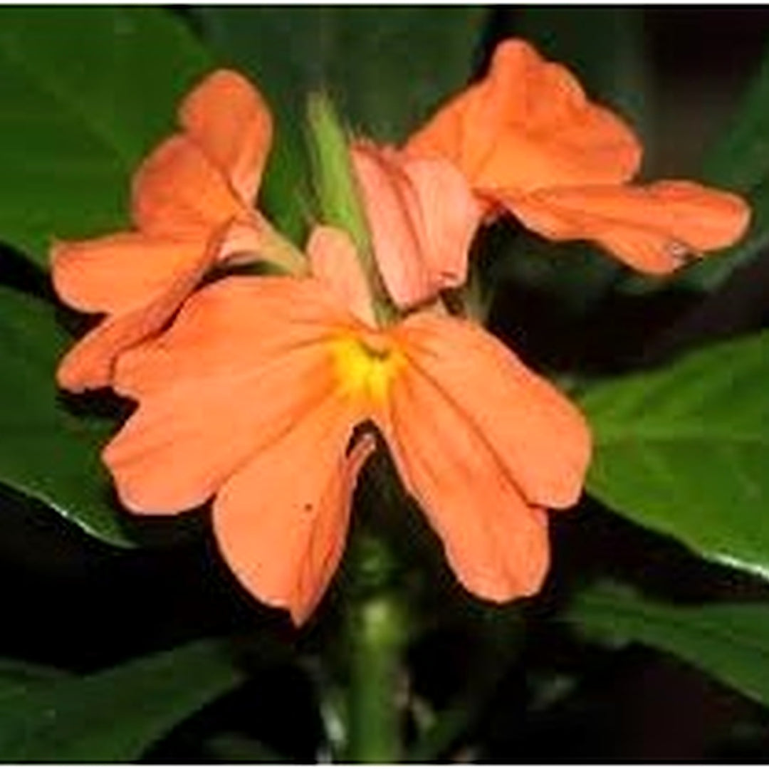 Crossandra Semi Flower Seeds for Planting [neera-v5-6ae20cbcc468bab06f17]