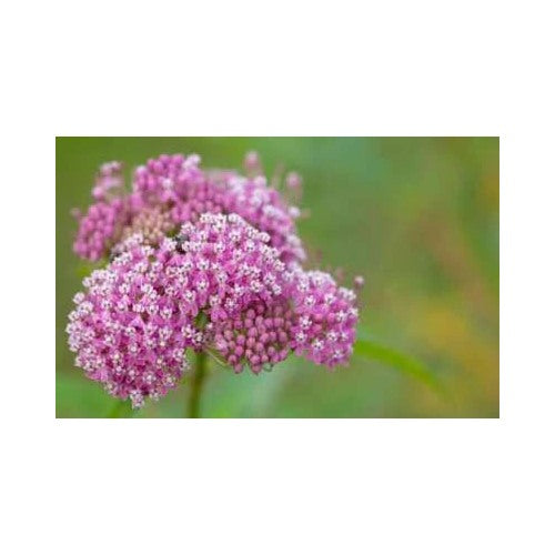 Swamp Milkweed Planting Asclepias Incarnata Rose Milkweed Easy Grow Free Ship Heirloom Non Gmo [neera-v5-6ae4ba74428b5f5f01f1]